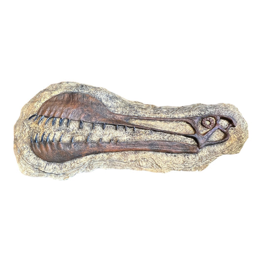 Skull Replica (Tropeognathus Plaque)