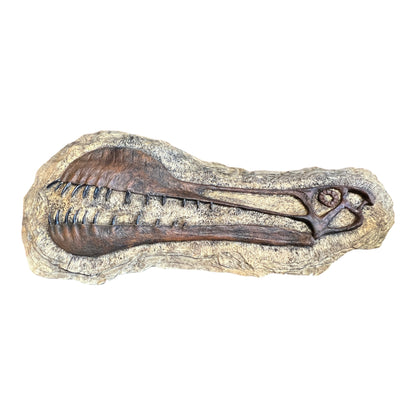 Skull Replica (Tropeognathus Plaque)