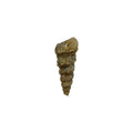 Turritella Fossil