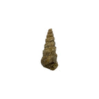 Turritella Fossil