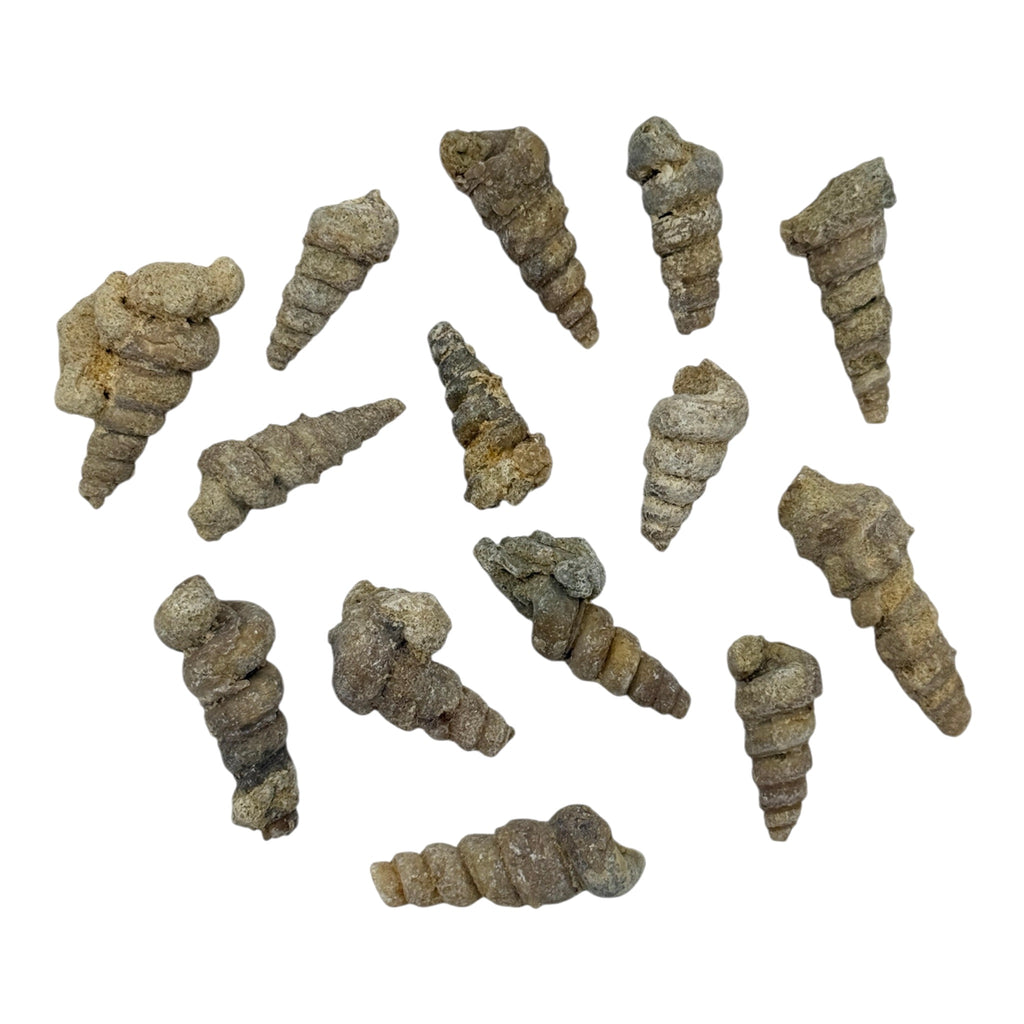 Turritella Fossil