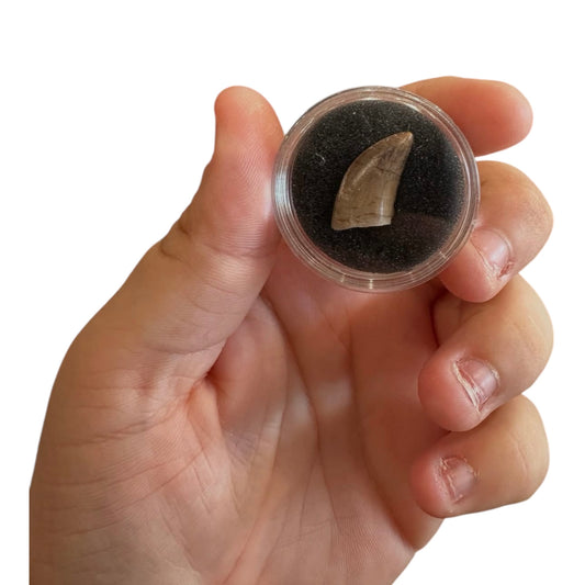 Fossilized Dinosaur Tooth (Tyrannosaur)