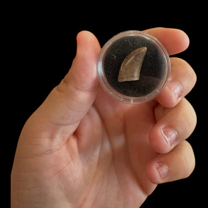 Fossilized Dinosaur Tooth (Tyrannosaur)
