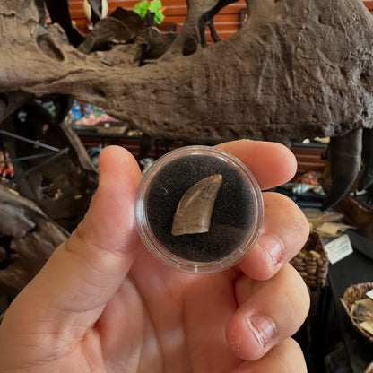 Fossilized Dinosaur Tooth (Tyrannosaur)
