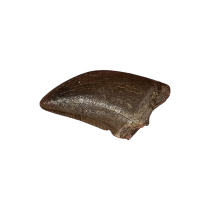 Fossilized Dinosaur Tooth (Tyrannosaur)