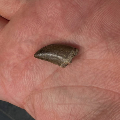 Fossilized Dinosaur Tooth (Tyrannosaur)