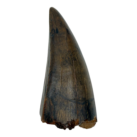 T-Rex Tooth