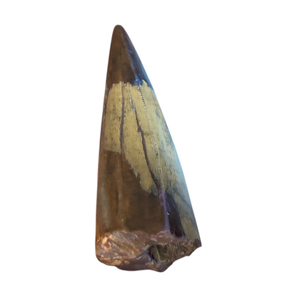 T-Rex Tooth