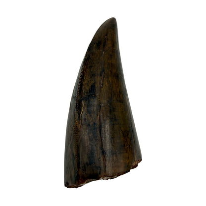 T-Rex Tooth