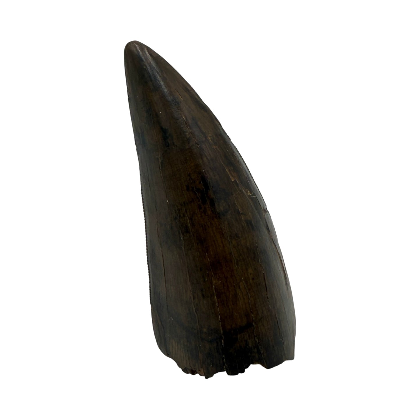 T-Rex Tooth