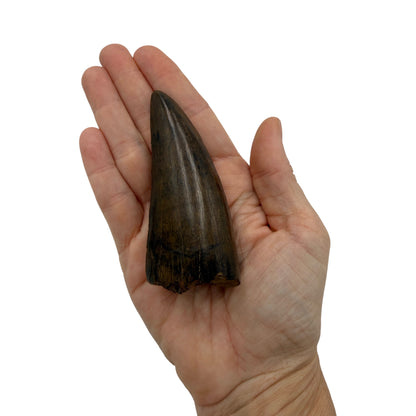 T-Rex Tooth