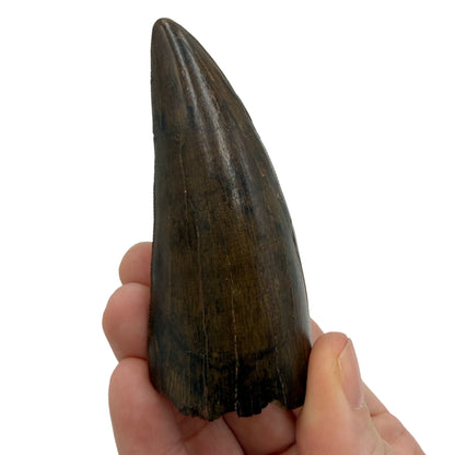T-Rex Tooth