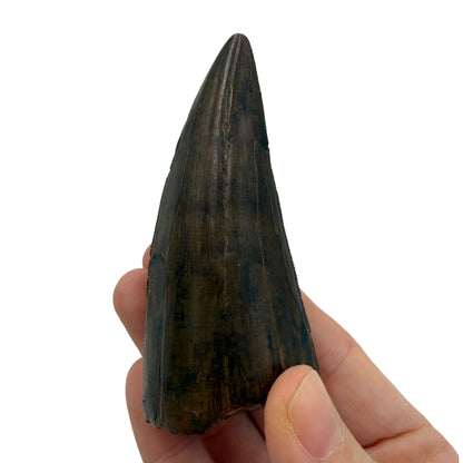 T-Rex Tooth