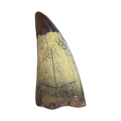 T-Rex Tooth