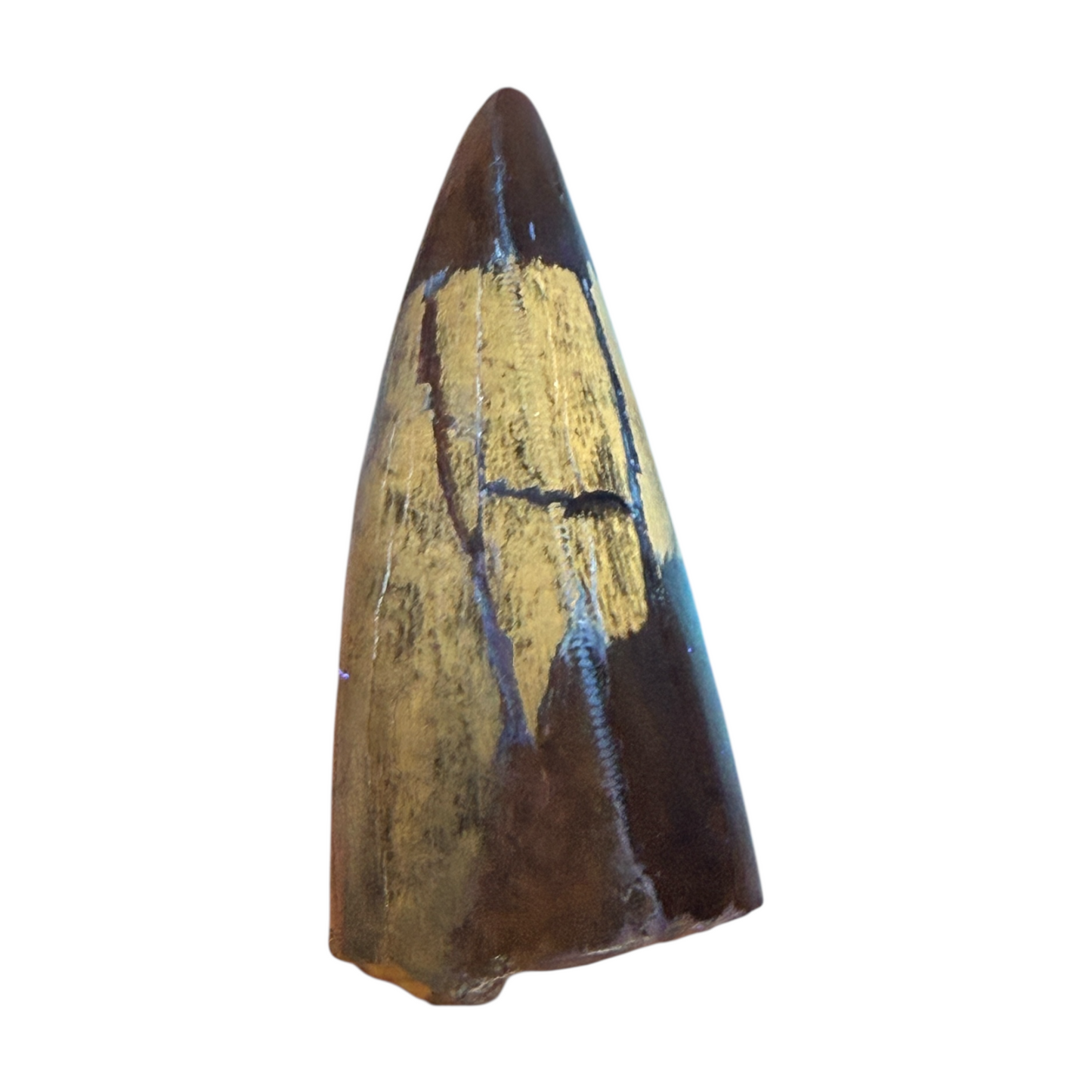 T-Rex Tooth
