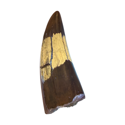 T-Rex Tooth