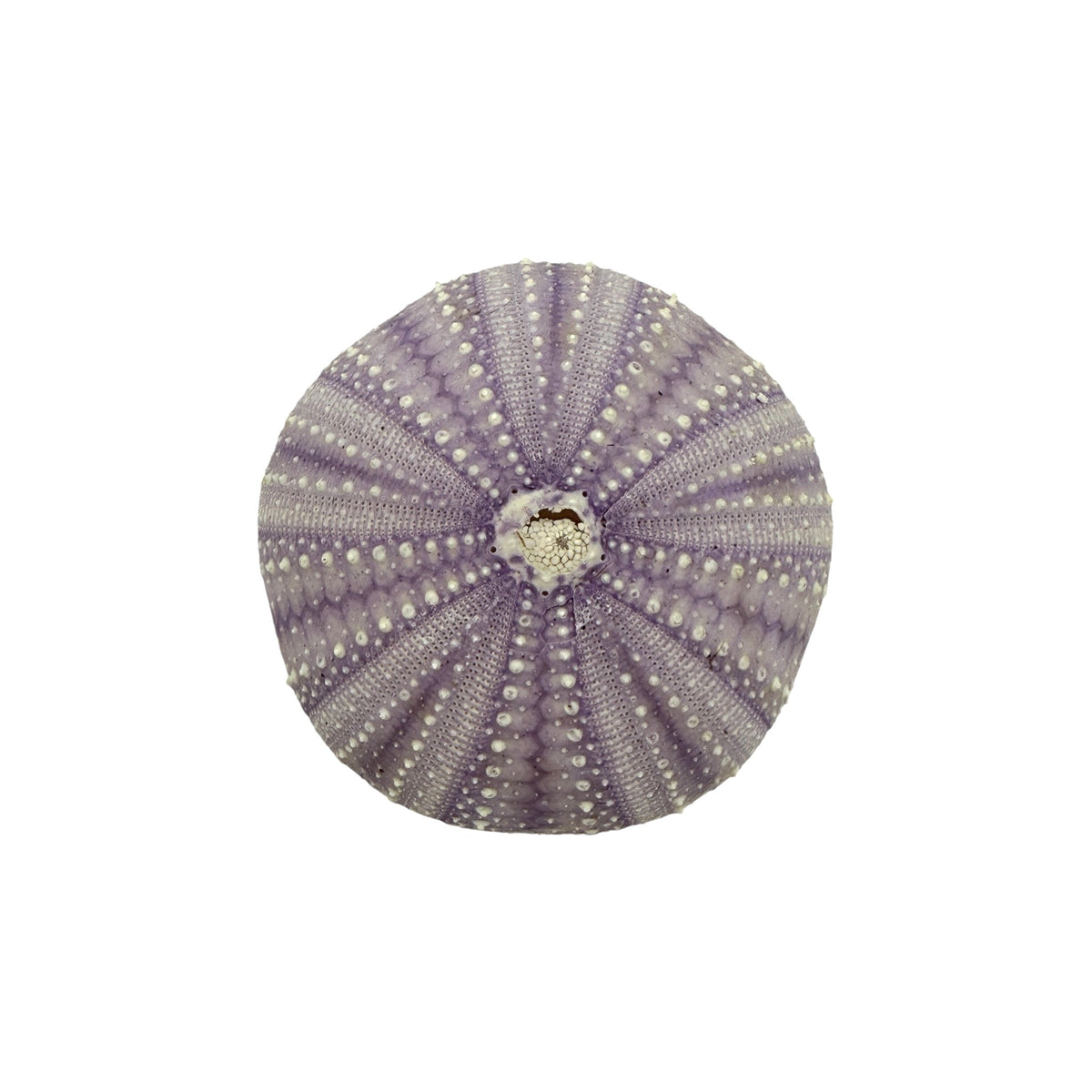 Urchin (Purple)