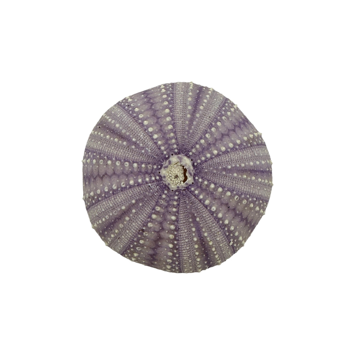 Urchin (Purple)