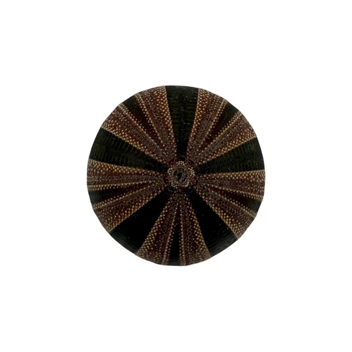 Urchin (Tuxedo)