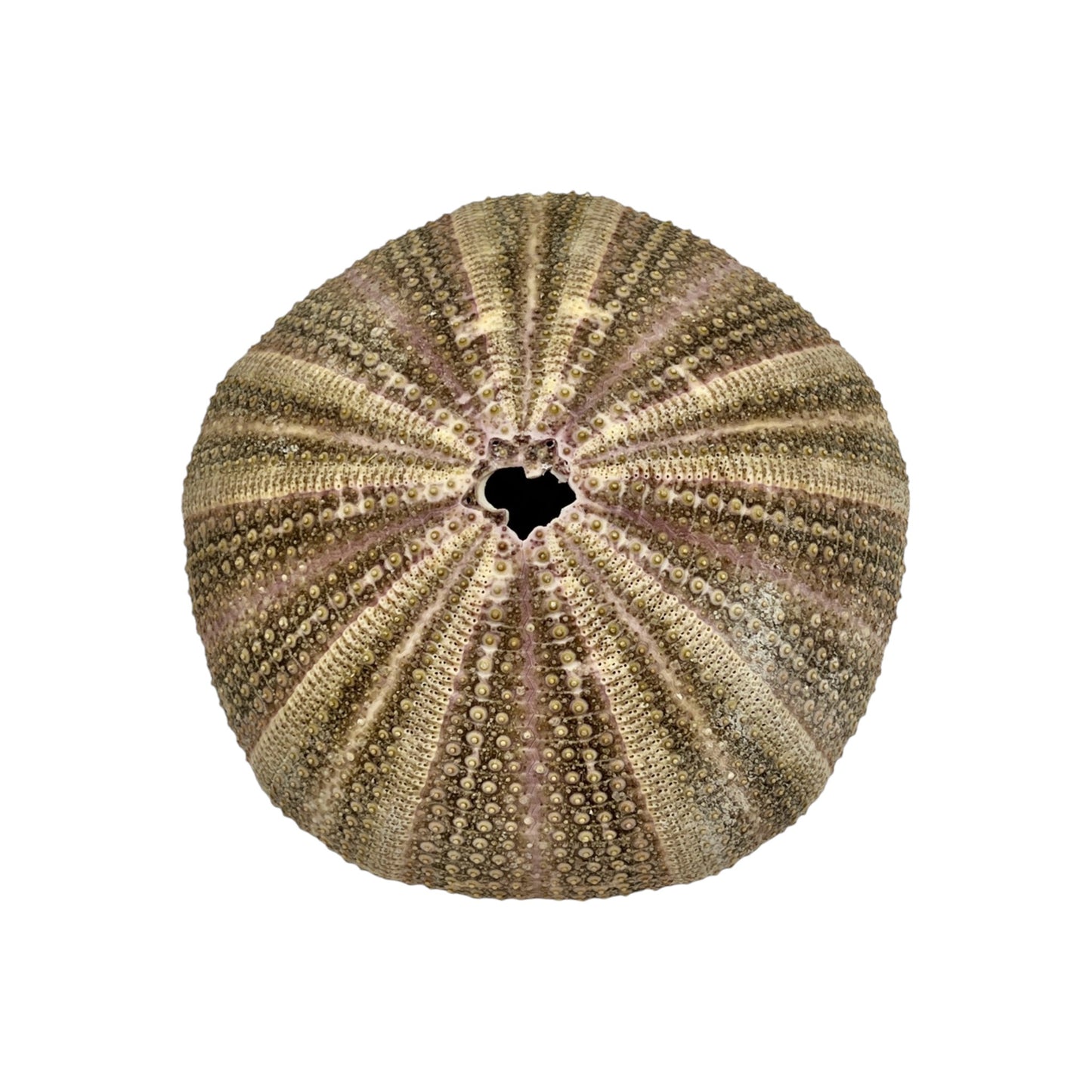 Urchin (Purple and Green Mushroom Urchin)