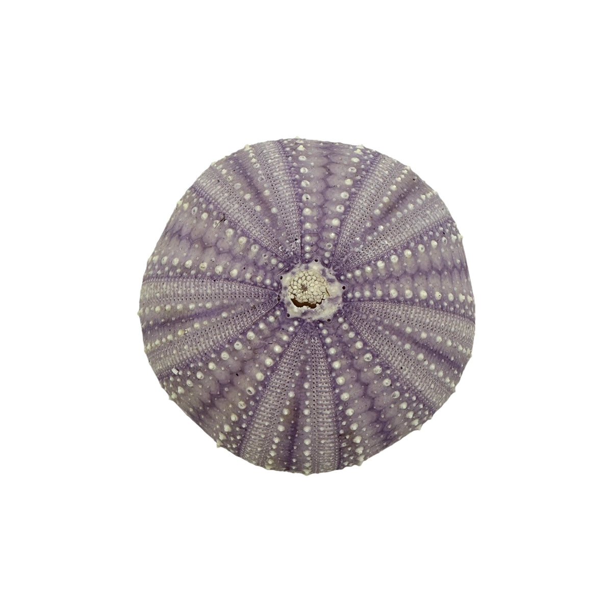 Urchin (Purple)