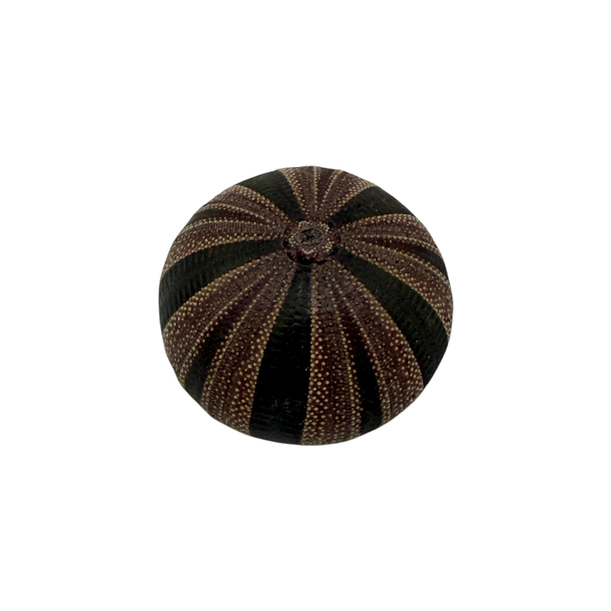 Urchin (Tuxedo)
