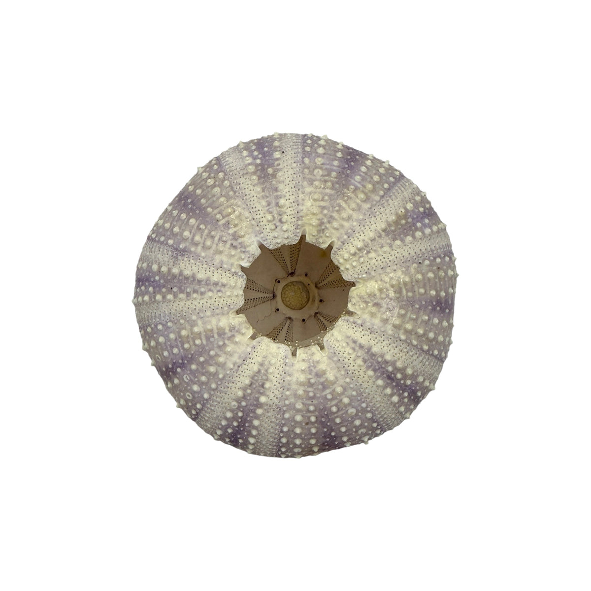 Urchin (Purple)