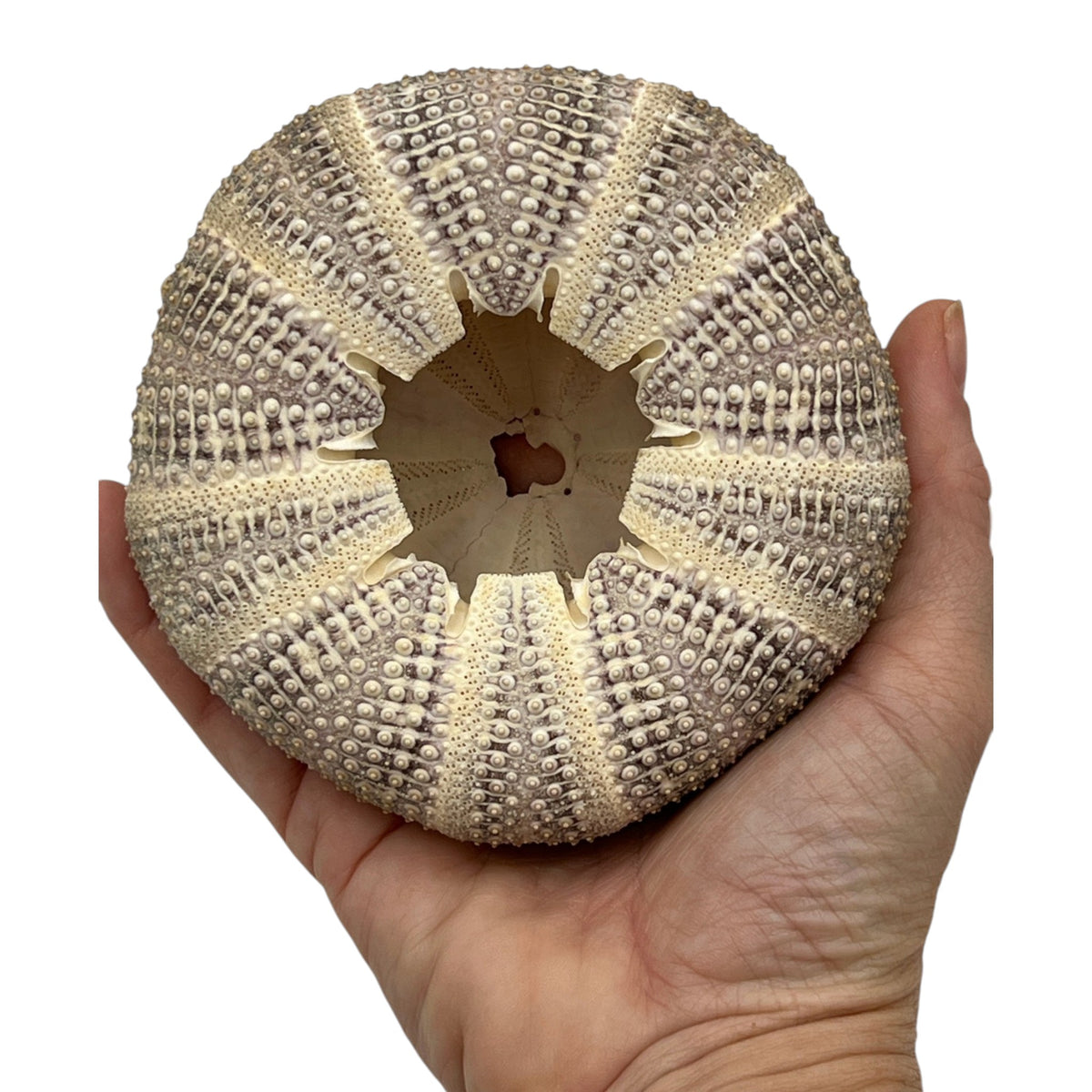 Urchin (Purple and Green Mushroom Urchin)