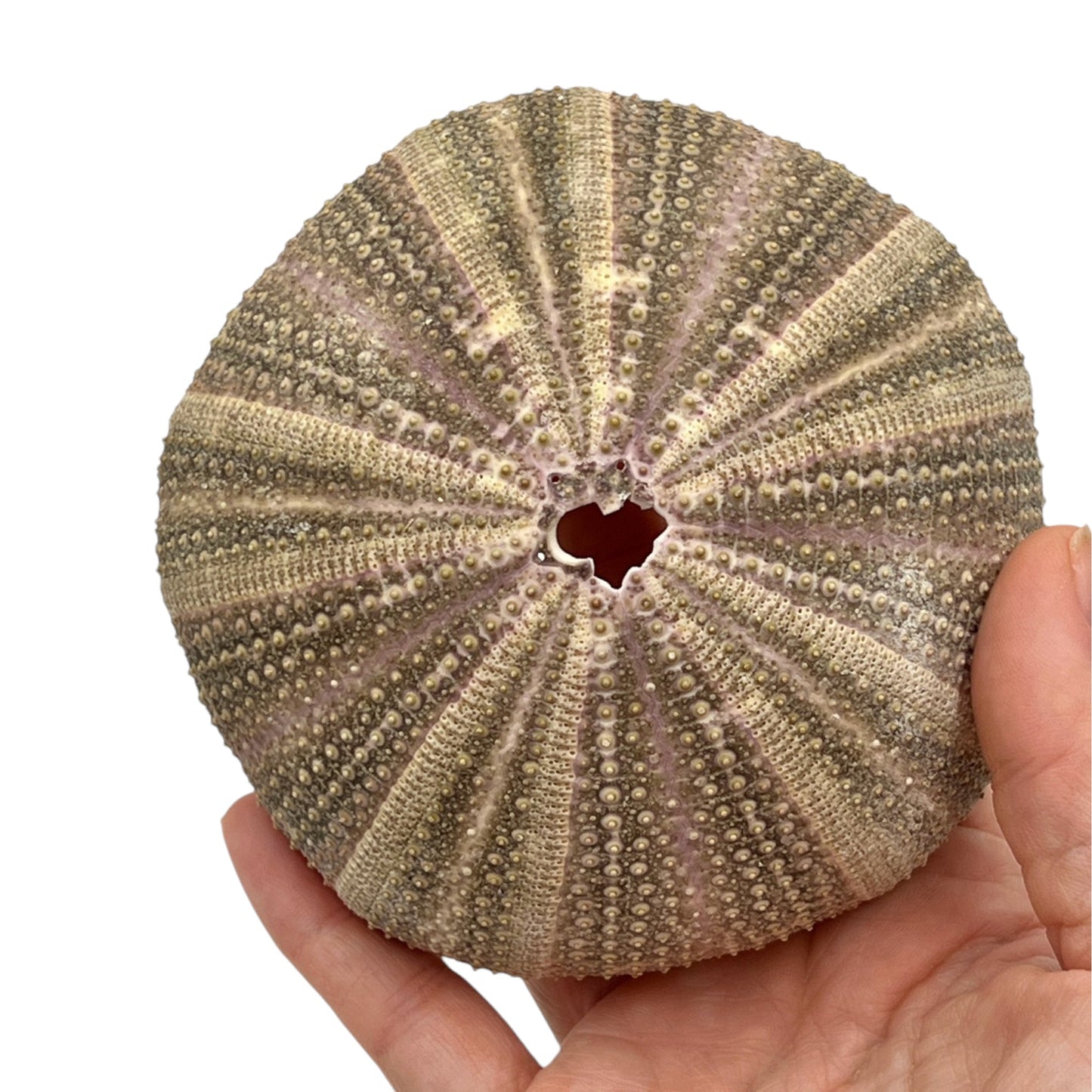 Urchin (Purple and Green Mushroom Urchin)