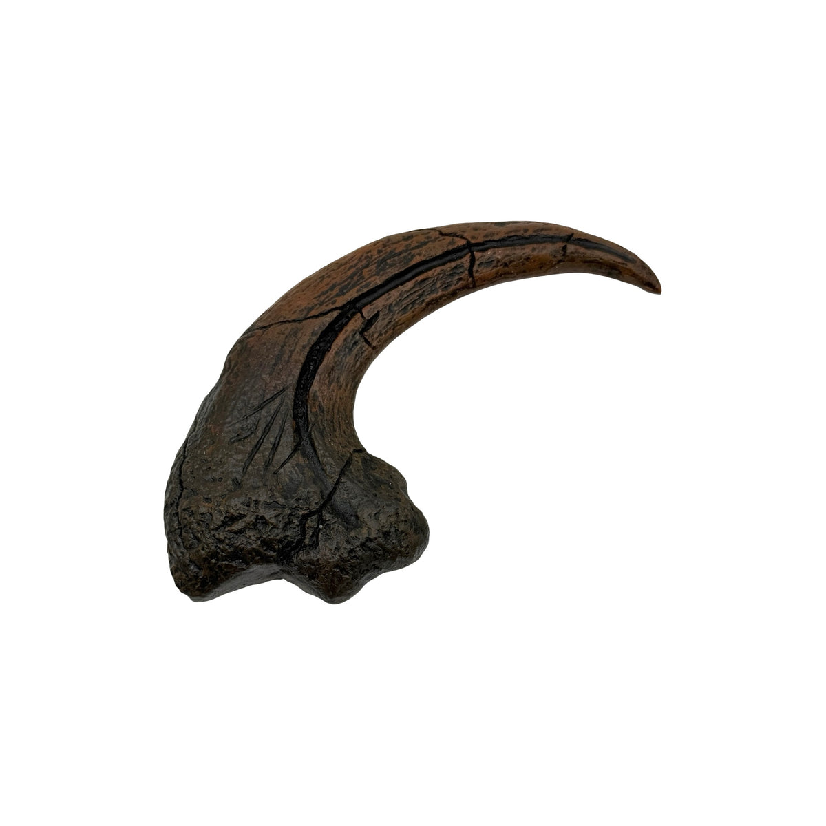Claw Replica (Utahraptor Killing Claw)