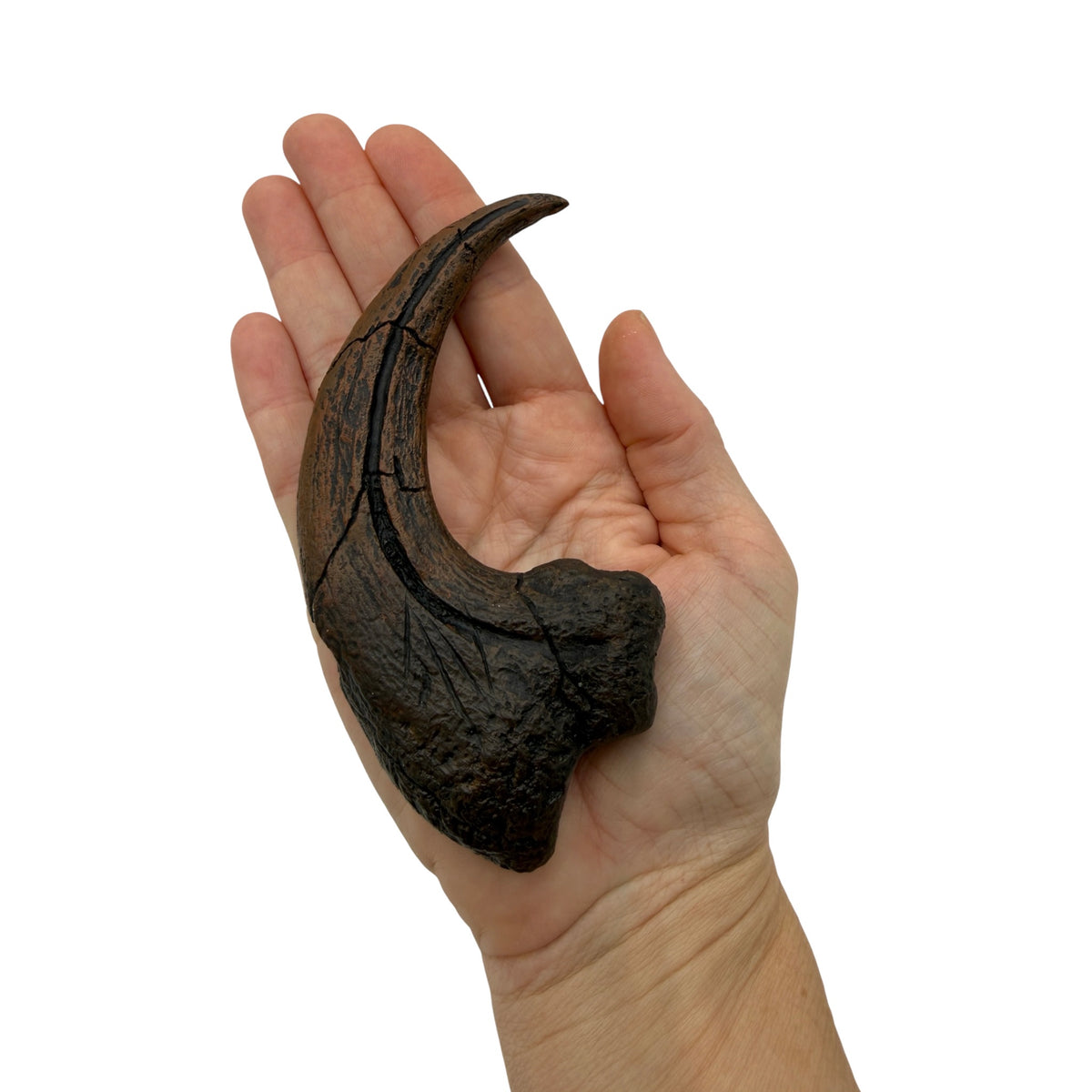 Claw Replica (Utahraptor Killing Claw)