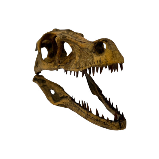 Skull Replica (Velociraptor)