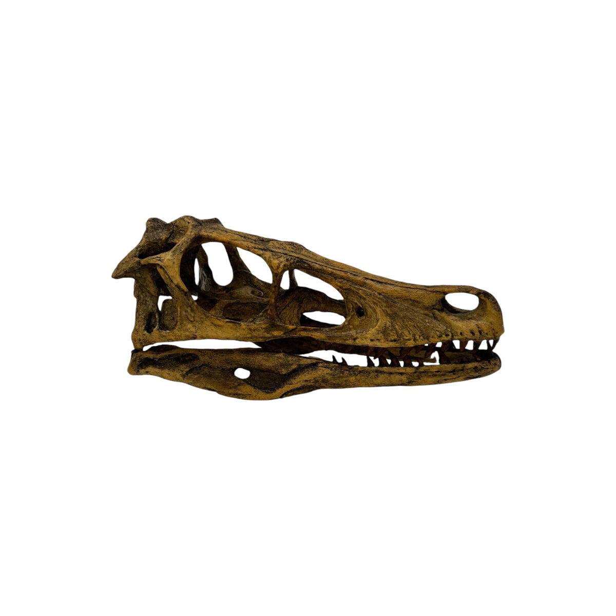 Skull Replica (Velociraptor)