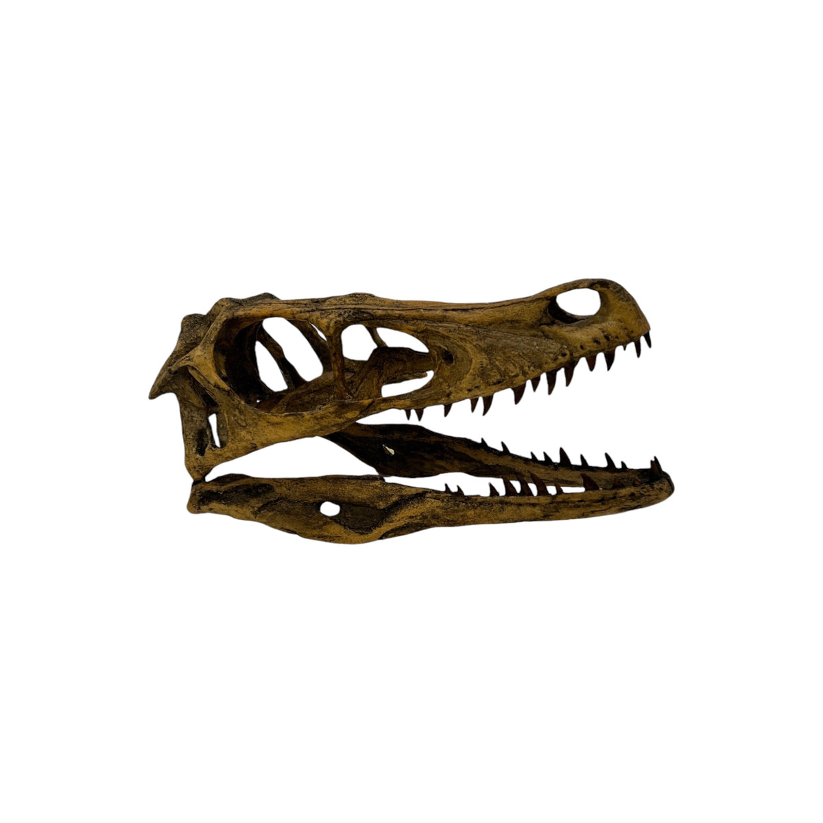 Skull Replica (Velociraptor)