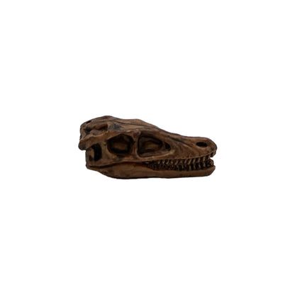 Dino Skulls (Safari)