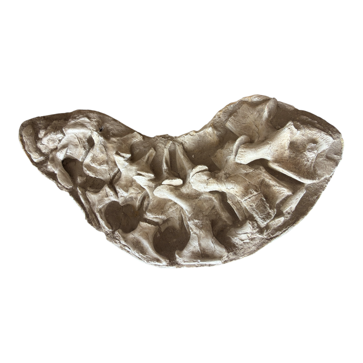 Fossil Vertebrae Display Plate