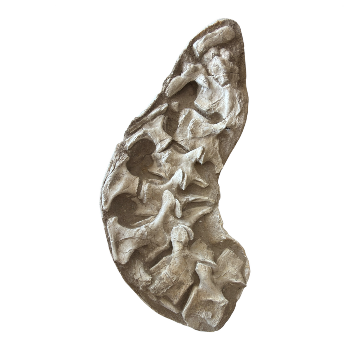 Fossil Vertebrae Display Plate