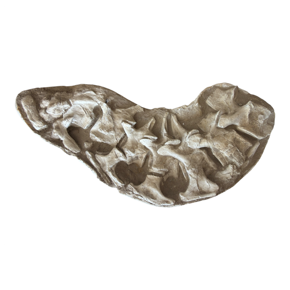 Fossil Vertebrae Display Plate