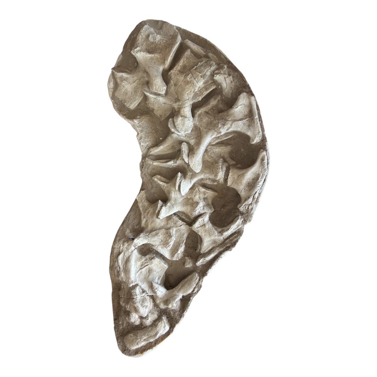 Fossil Vertebrae Display Plate