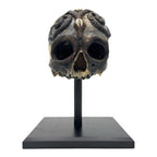 African Voodoo Tribal Chief Skull