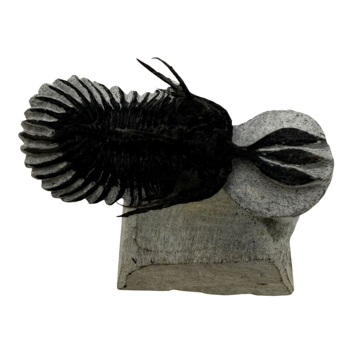 Walliserops tridens Trilobite