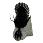 Walliserops tridens Trilobite