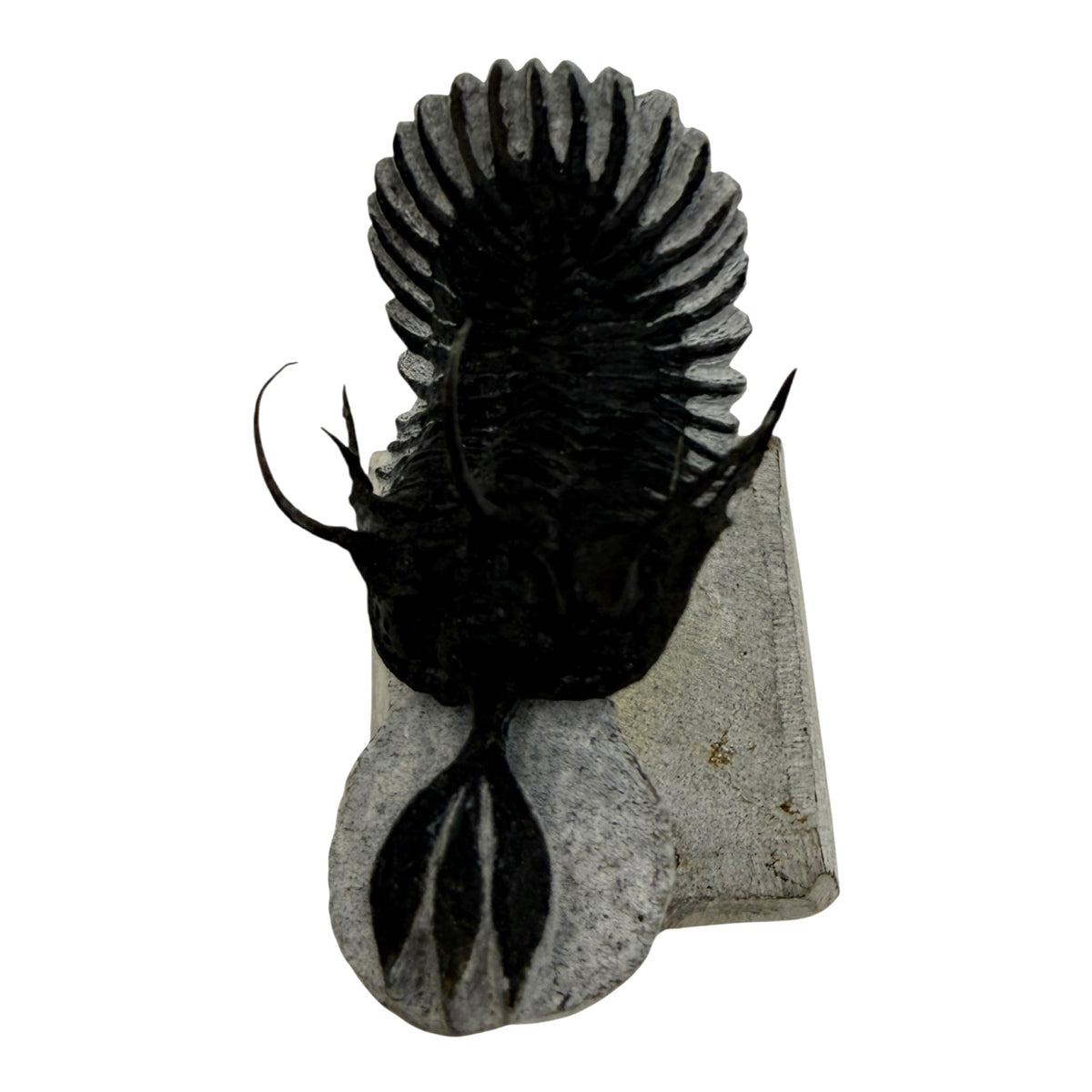 Walliserops tridens Trilobite