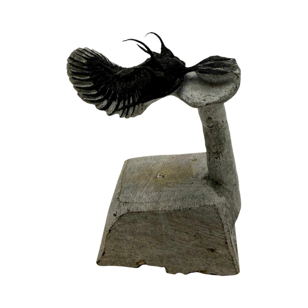 Walliserops tridens Trilobite