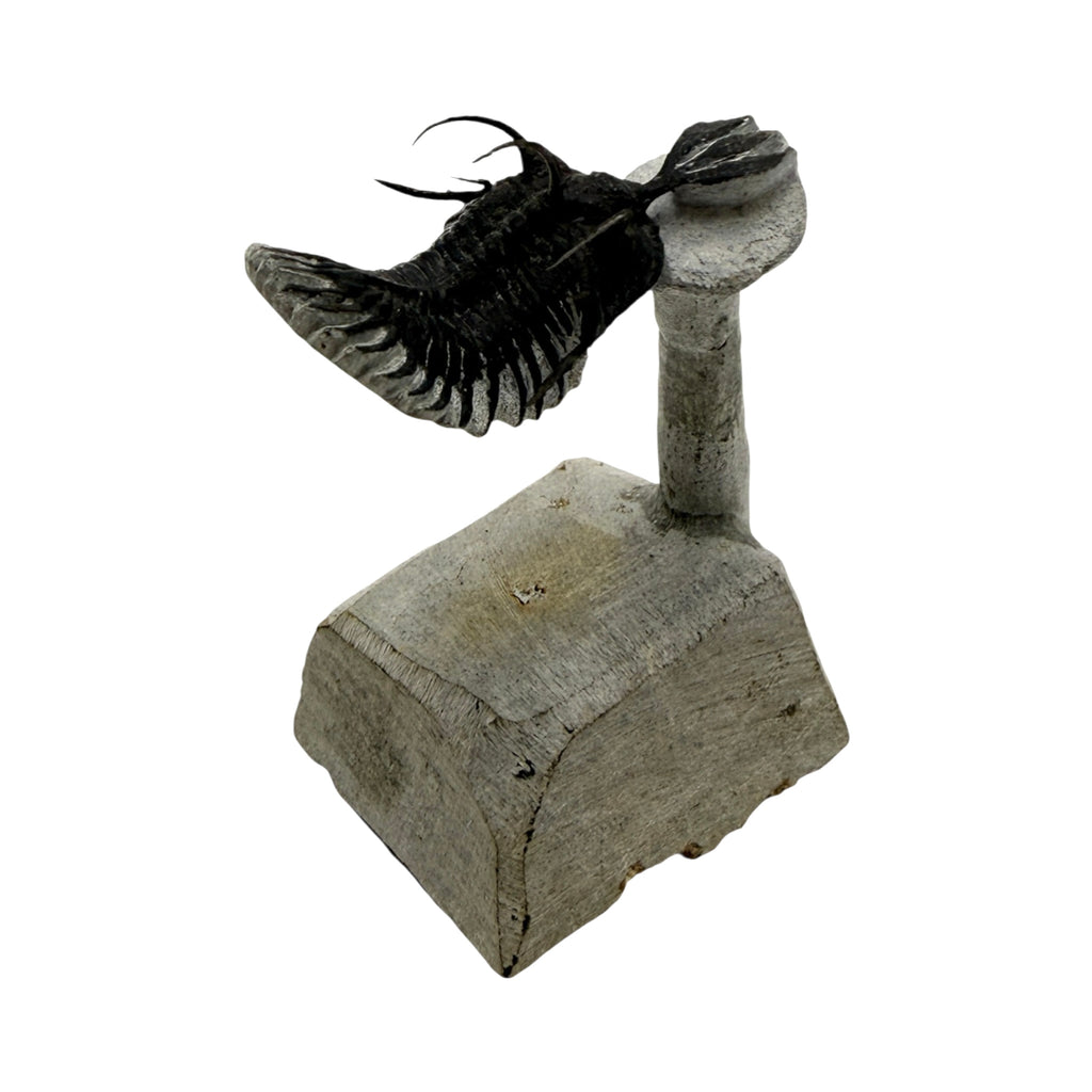 Walliserops tridens Trilobite