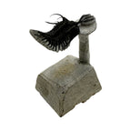 Walliserops tridens Trilobite