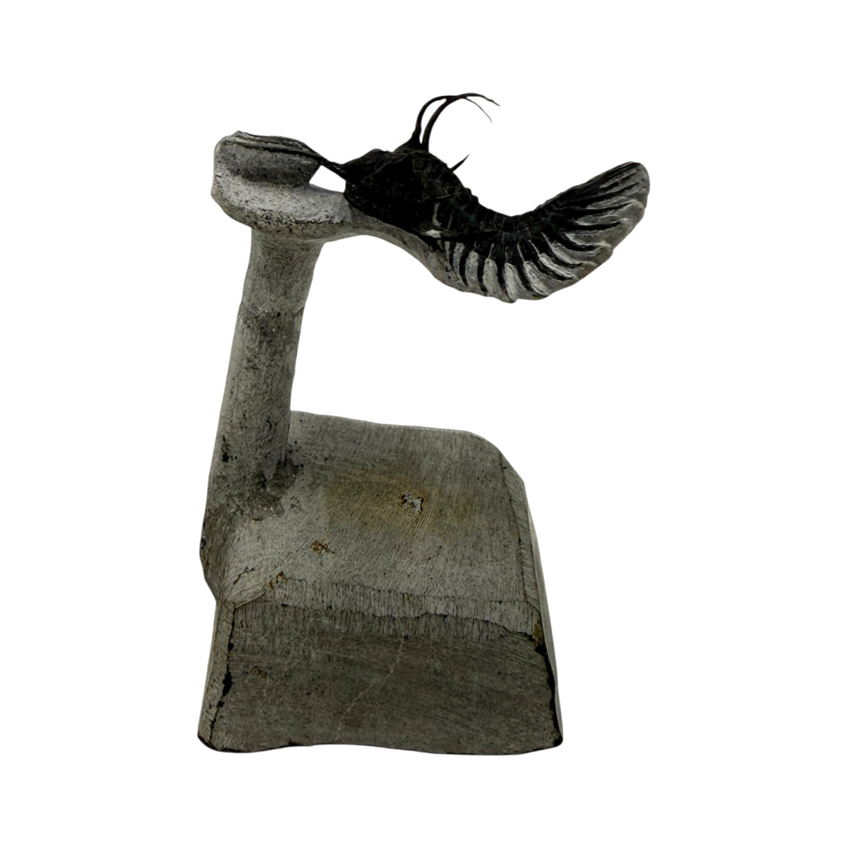 Walliserops tridens Trilobite