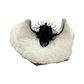 Walliserops hammi Trilobite