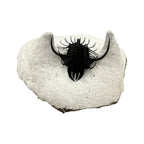 Walliserops hammi Trilobite