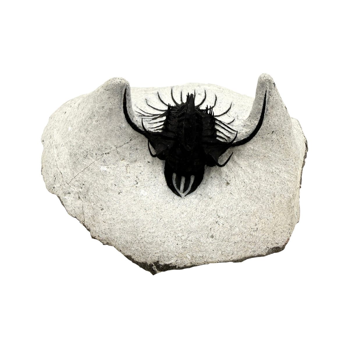 Walliserops hammi Trilobite